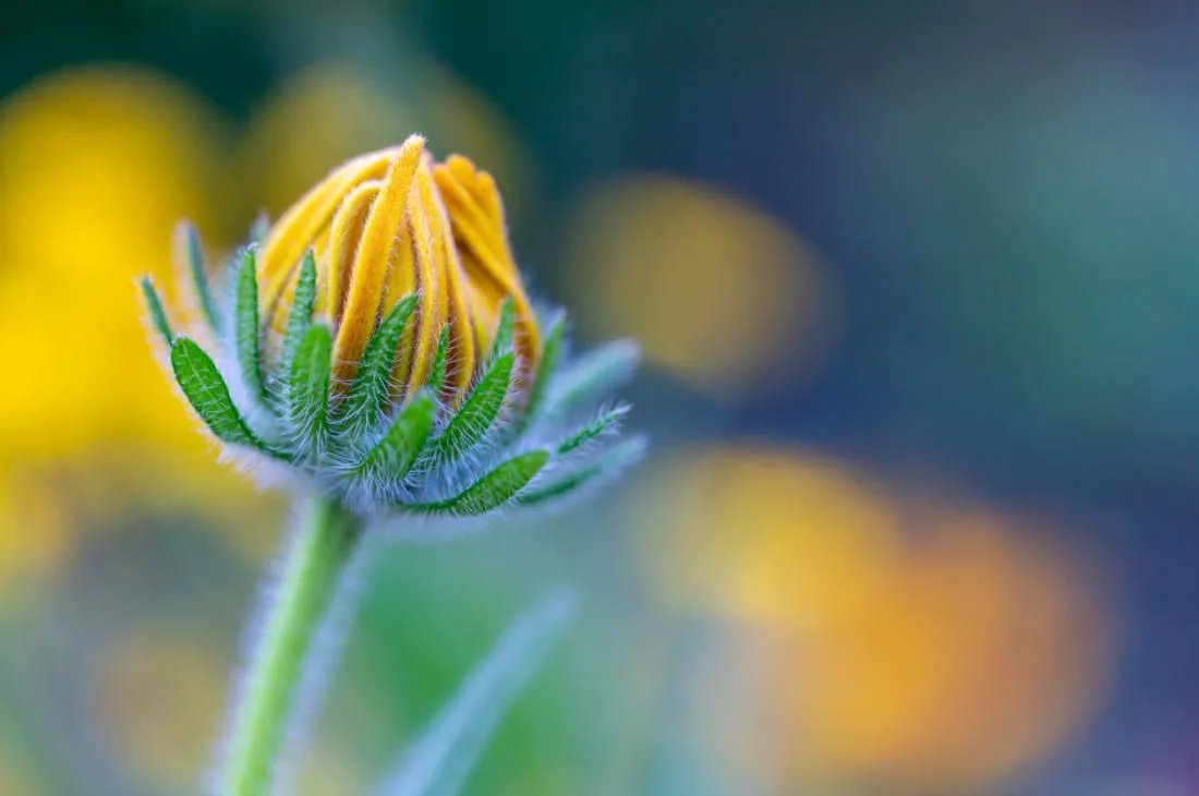 New Life Camp