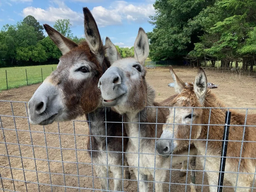 Belle Vie Farm Camp